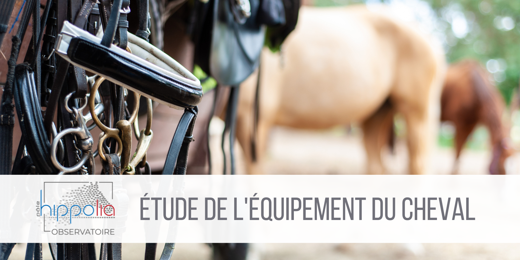 Equipement du cheval Etude équipement du cheval