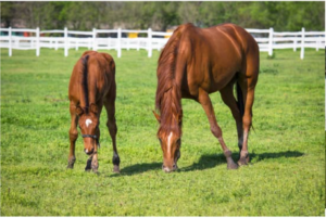 alimentation des chevaux