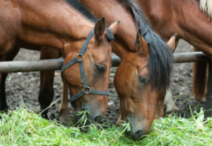 alimentation du cheval