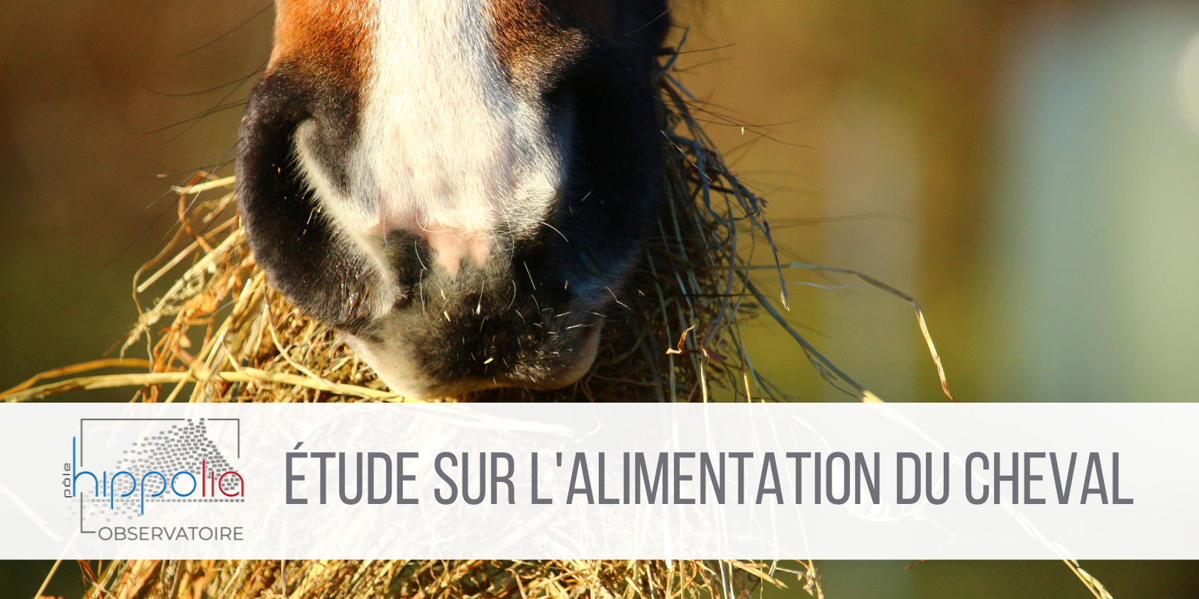 Etude alimentation du cheval 2023