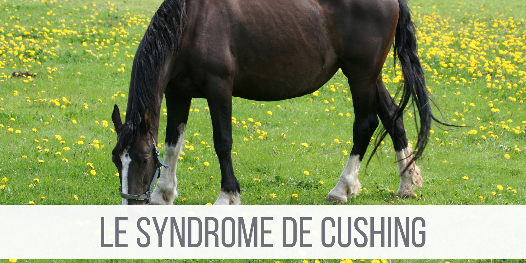Le syndrome de Cushing Cushing cheval