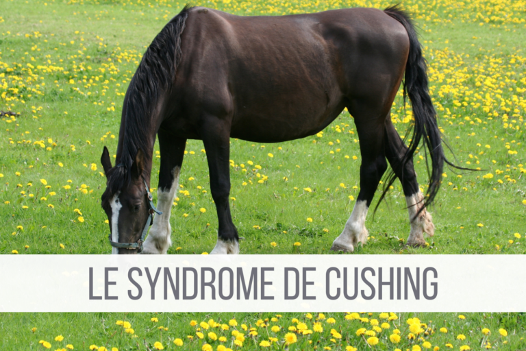 Cushing cheval